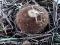 Geopora sumneriana-amf836-1